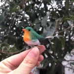 Robin Bird-Clipstyle