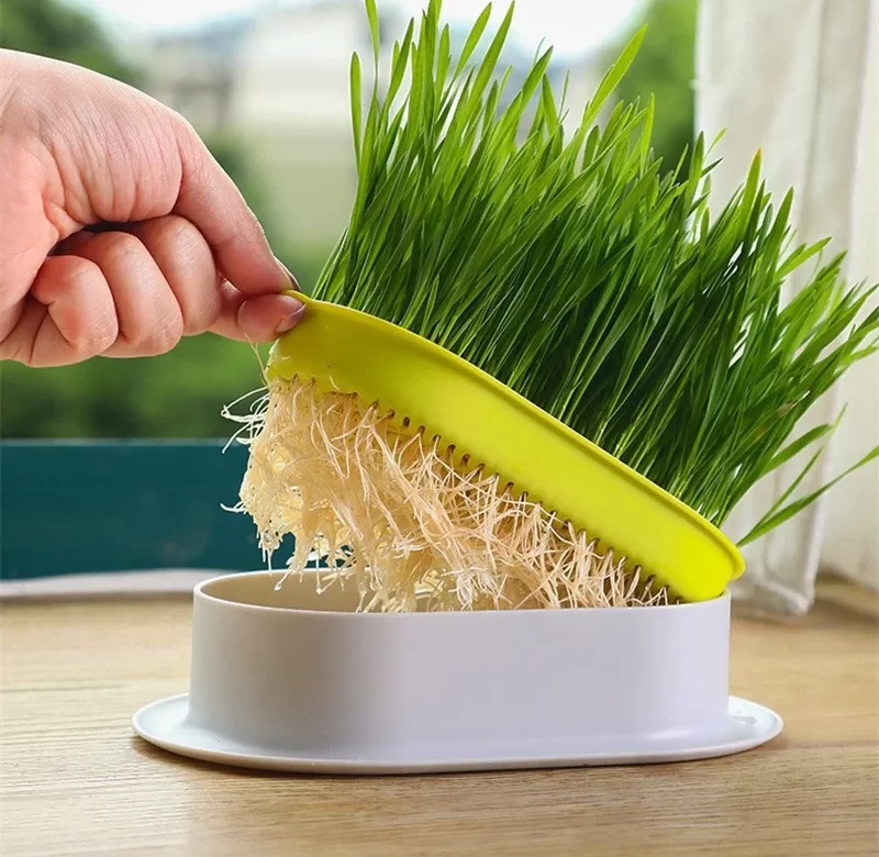 Pěstební miska na kočičí trávu | doplněk